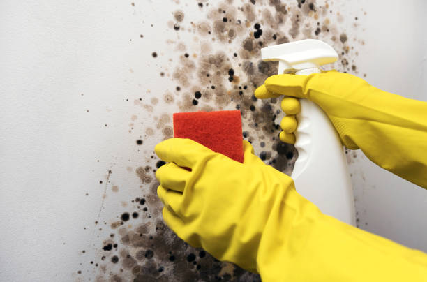 Best Professional Mold Removal  in Clarendon, TX