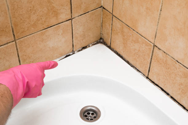 Best Crawl Space Mold Removal  in Clarendon, TX