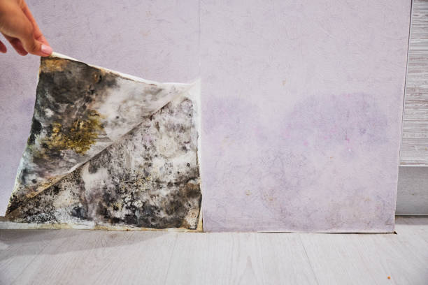 Reliable Clarendon, TX Mold Removal Solutions